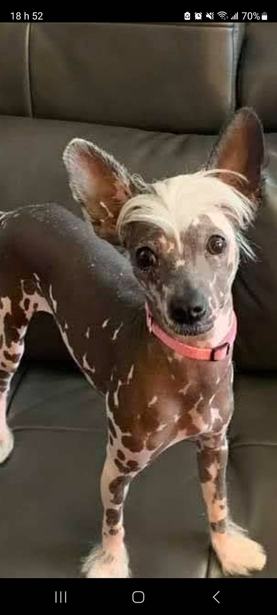 Paris a rejoint le concours — aidez-le/la à gagner de superbes lots ! canidae, carnivore, collar, companion_dog, dog, dog_breed, dog_collar, dog_supply, ear, fawn, fur, liver, mexican_hairless_dog, non_sporting_group, pattern, snout, sporting_group, terrestrial_animal, whiskers, working_animal