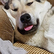 Tysone participe au concours pour gagner de l'argent avec cette photo : dog, husky, pet, sleeping, tongue_out, close_up, face, nose, fur, whiskers, couch, sofa, blanket, cozy, relaxed, indoor, portrait, sleepy_eyes, upholstery, blanket_texture