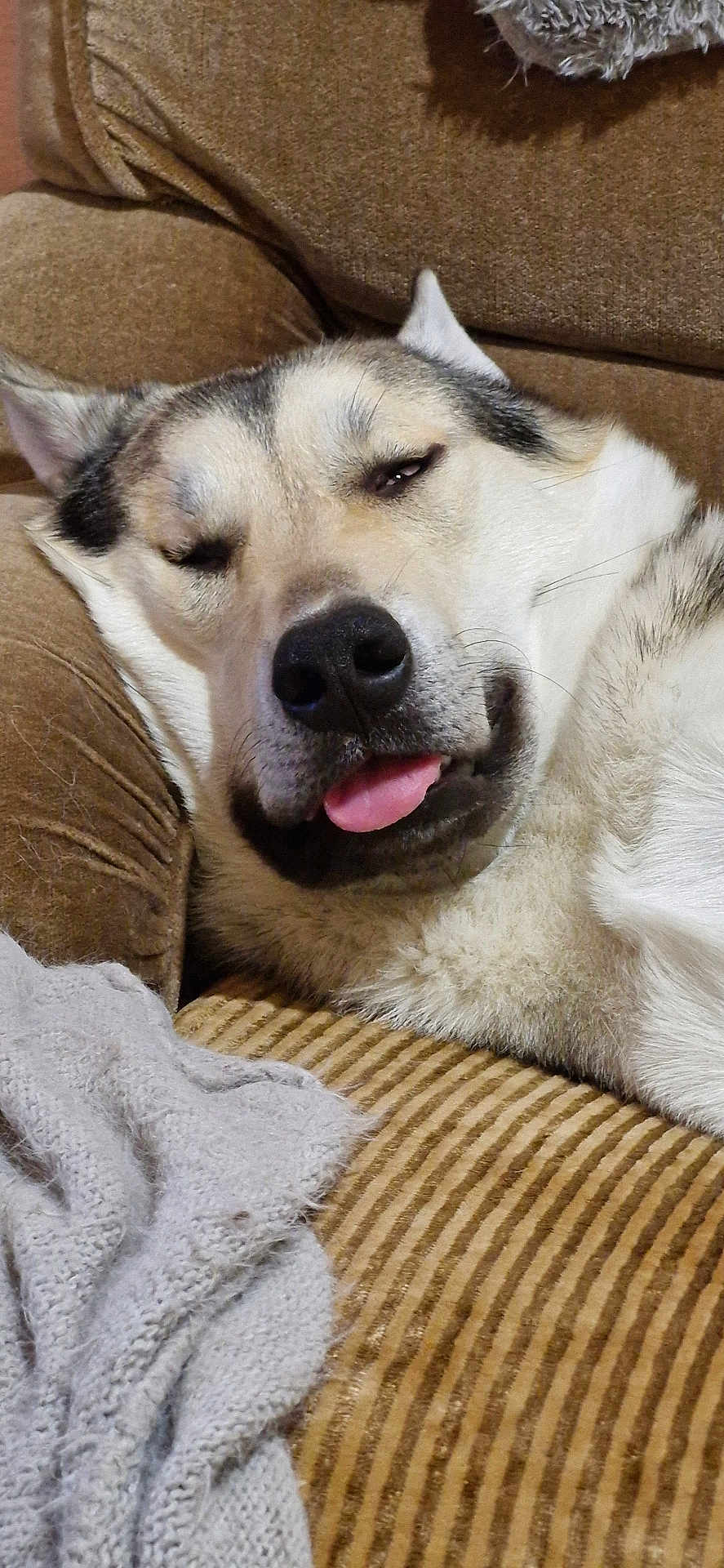 Tysone participe au concours pour gagner de l'argent avec cette photo : dog, husky, pet, sleeping, tongue_out, close_up, face, nose, fur, whiskers, couch, sofa, blanket, cozy, relaxed, indoor, portrait, sleepy_eyes, upholstery, blanket_texture