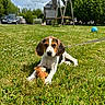 Biscotte participe au concours pour gagner de l'argent avec cette photo : beagle, puppy, dog, pet, animal, grass, lawn, outdoor, sunny, toy, stuffed_animal, leash, blue_ball, garden, trees, house, swing, car, portrait, cute