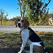 Biscotte a rejoint le concours — aidez-le/la à gagner de superbes lots ! dog, beagle, pet, animal, sitting, outdoor, grass, trees, blue_sky, road, leash, collar, black_and_white, brown_and_white, floppy_ears, tongue, portrait, daylight, nature, happy