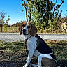 dog, beagle, pet, animal, sitting, outdoor, grass, trees, blue_sky, road, leash, collar, black_and_white, brown_and_white, floppy_ears, tongue, portrait, daylight, nature, happy