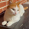 animal, brick_wall, calm, cat, daylight, domestic_cat, ears, feline, fur, green_eyes, orange_and_white, outdoor, paws, pet, relaxing, resting, sunlight, table, whiskers, wooden_table