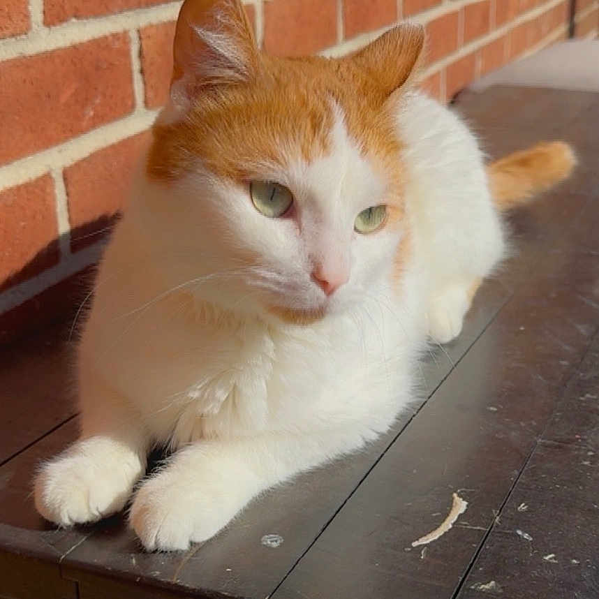 Simba is registered to the contest to win money with this photo: animal, brick_wall, calm, cat, daylight, domestic_cat, ears, feline, fur, green_eyes, orange_and_white, outdoor, paws, pet, relaxing, resting, sunlight, table, whiskers, wooden_table