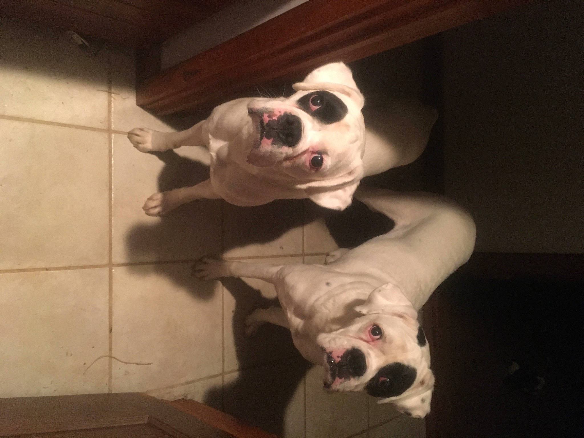 Buddy And Buster joined the competition — help win amazing prizes! bone, canidae, carnivore, companion_dog, costume, dog, dog_breed, ear, eyewear, fawn, flooring, french_bulldog, fur, headgear, jaw, snout, sporting_group, square, whiskers, working_animal