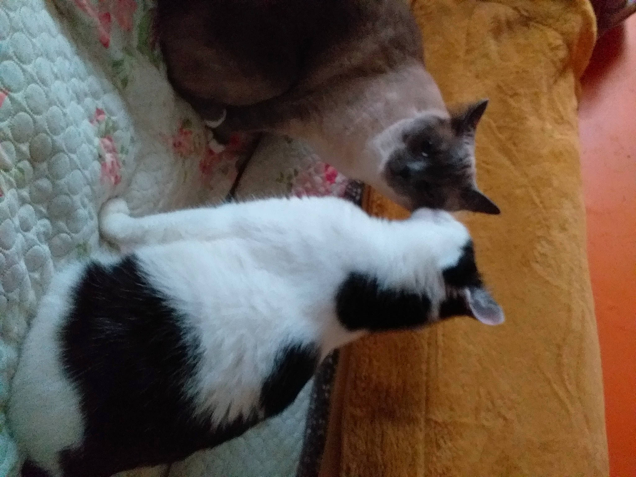 Phebe a rejoint le concours — aidez-le/la à gagner de superbes lots ! carnivore, cat, cat_supply, claw, comfort, dog_breed, domestic_short_haired_cat, fawn, felidae, fur, paw, siamese, small_to_medium_sized_cats, snout, tail, terrestrial_animal, whiskers