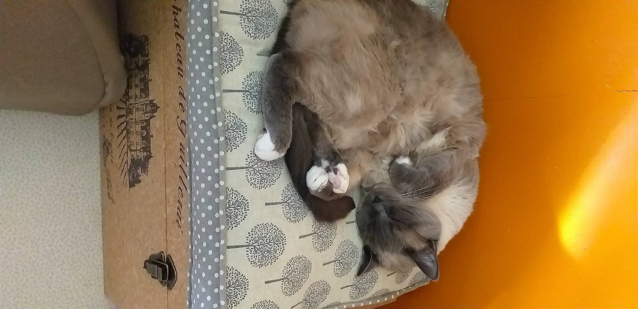 Phebe a rejoint le concours — aidez-le/la à gagner de superbes lots ! carnivore, cat, comfort, dog_breed, domestic_short_haired_cat, door, fawn, felidae, fur, grey, hardwood, linens, pattern, plant, small_to_medium_sized_cats, snout, sporting_group, tail, whiskers, wood