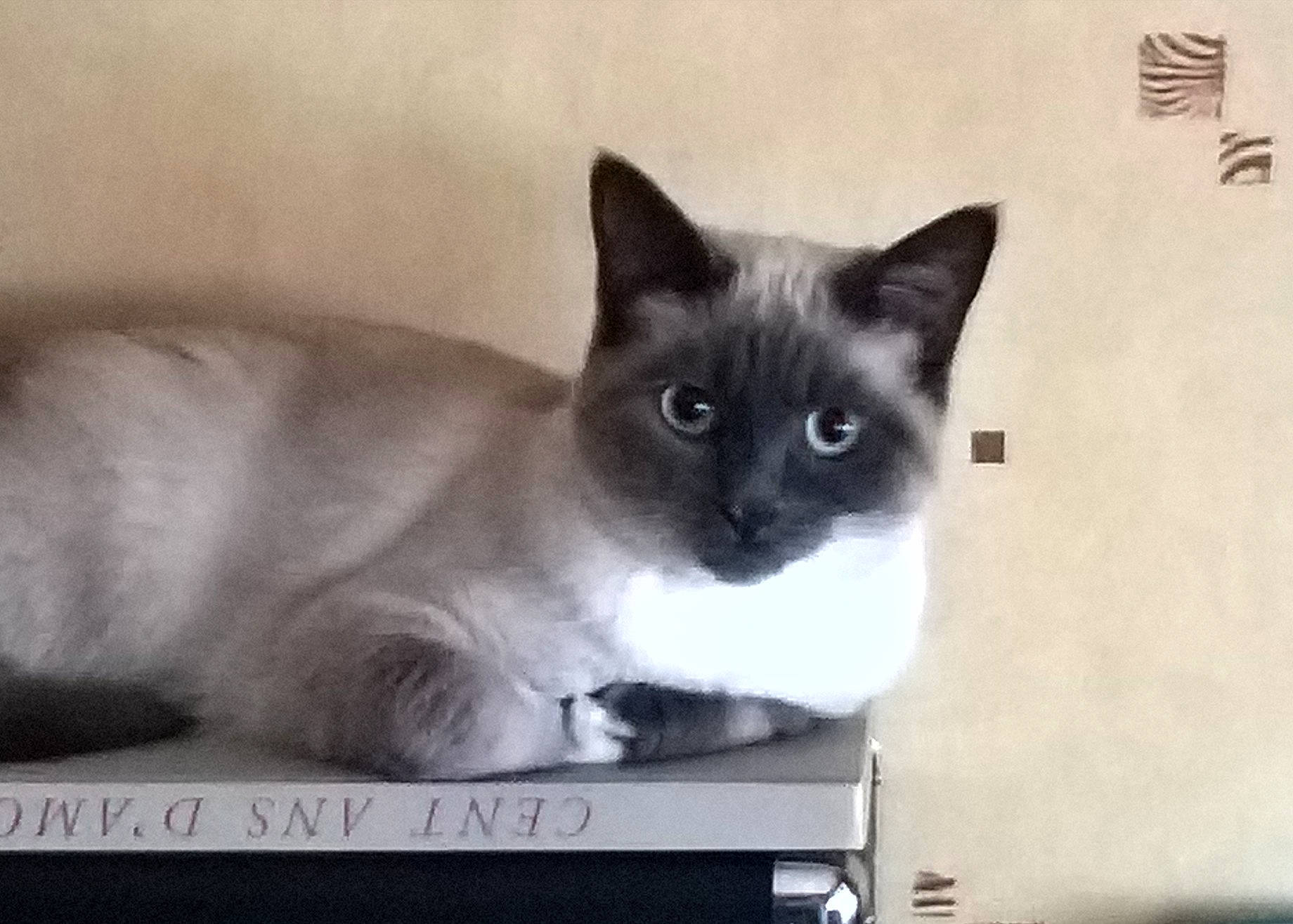 Phebe participe au concours pour gagner de l'argent avec cette photo : box, carnivore, cat, fawn, felidae, fixture, fur, iris, paw, siamese, small_to_medium_sized_cats, snout, tail, whiskers