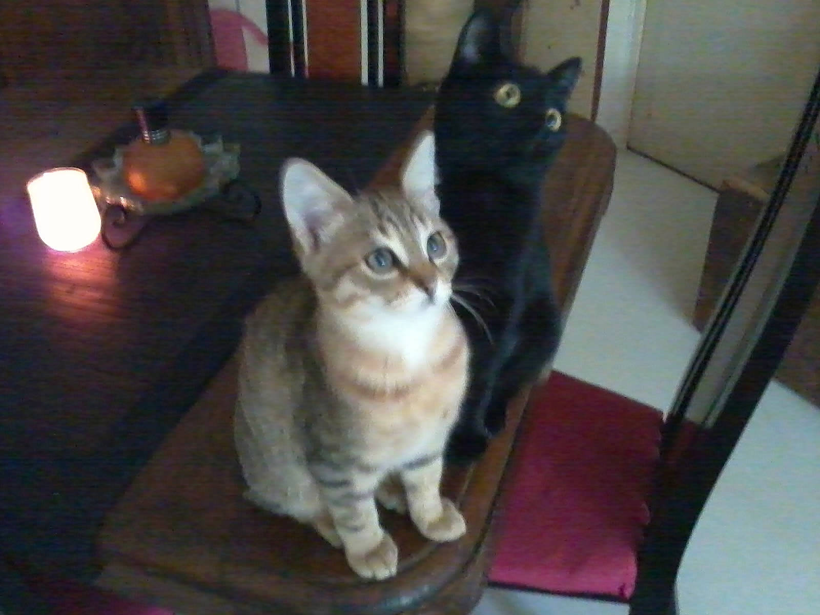 Gizmo a rejoint le concours — aidez-le/la à gagner de superbes lots ! carnivore, cat, chair, comfort, domestic_short_haired_cat, felidae, flooring, fur, furniture, hardwood, paw, room, sitting, small_to_medium_sized_cats, snout, tail, whiskers, wood