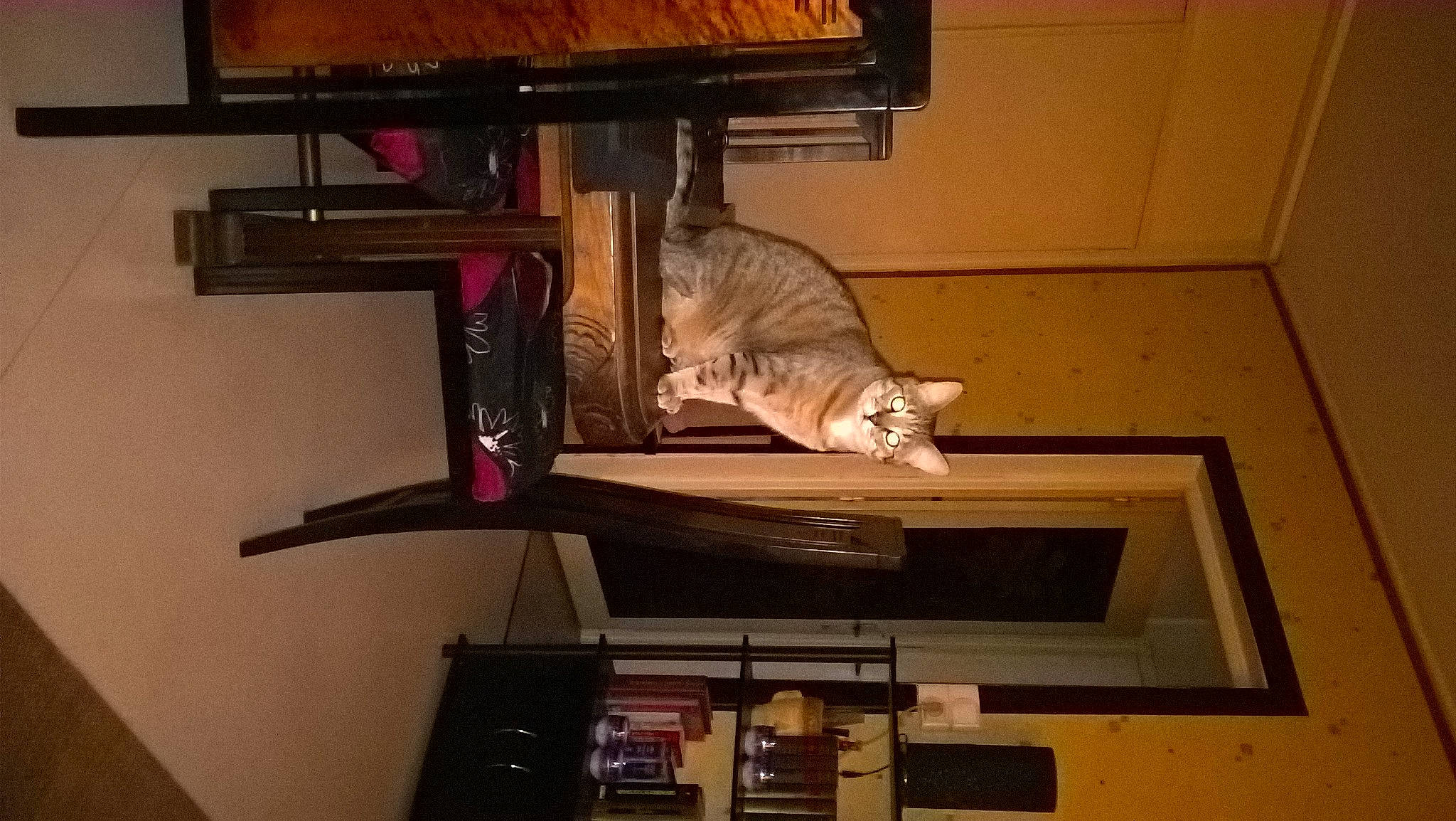 Gizmo participe au concours pour gagner de l'argent avec cette photo : bookcase, carnivore, cat, digital_video_recorder, domestic_short_haired_cat, felidae, floor, flooring, hardwood, home_appliance, plywood, room, shelf, shelving, small_to_medium_sized_cats, table, tail, whiskers, wood, wood_stain