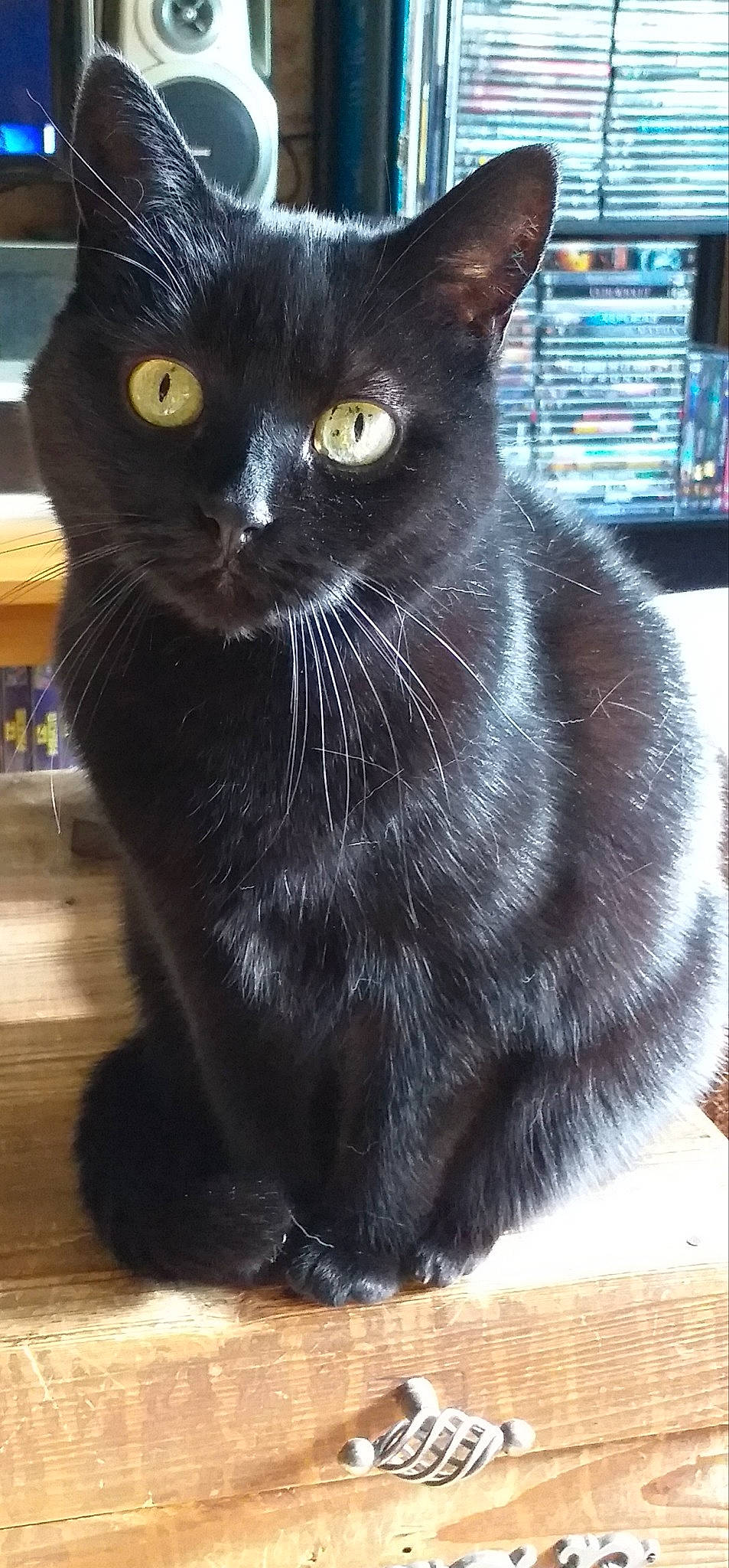 Ambre a rejoint le concours — aidez-le/la à gagner de superbes lots ! black, black_cat, bombay, carnivore, cat, claw, domestic_short_haired_cat, felidae, fur, havana_brown, iris, mammal, paw, small_to_medium_sized_cats, snout, tail, terrestrial_animal, whiskers