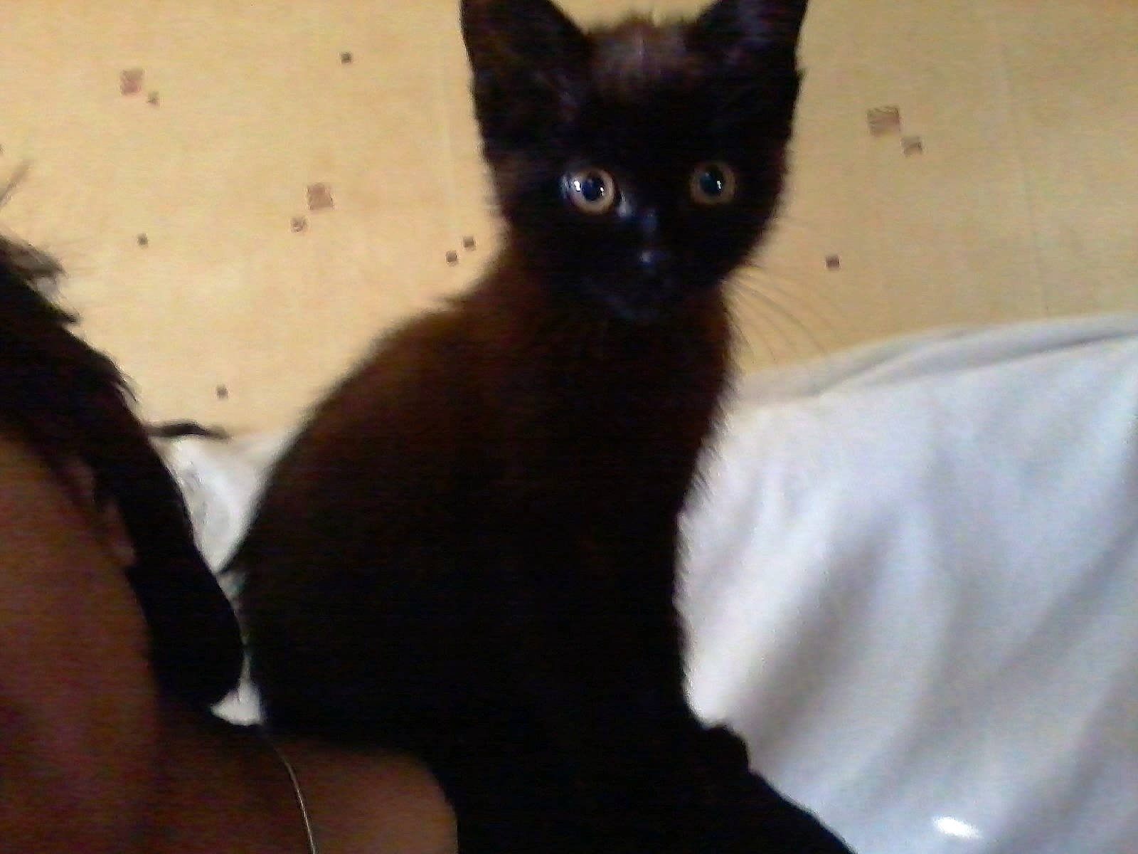 Ambre a rejoint le concours — aidez-le/la à gagner de superbes lots ! black_cat, carnivore, cat, claw, domestic_short_haired_cat, felidae, fur, iris, small_to_medium_sized_cats, snout, tail, terrestrial_animal, whiskers