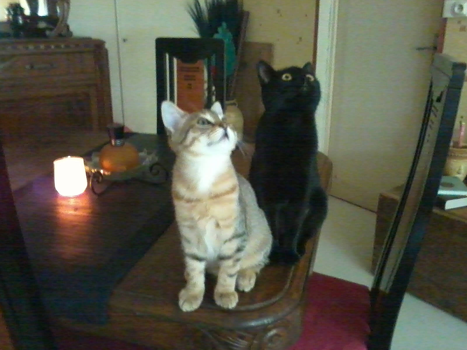 Ambre a rejoint le concours — aidez-le/la à gagner de superbes lots ! cabinetry, candle, carnivore, cat, domestic_short_haired_cat, door, drawer, felidae, flooring, fur, hardwood, houseplant, paw, room, small_to_medium_sized_cats, snout, table, tail, whiskers, wood