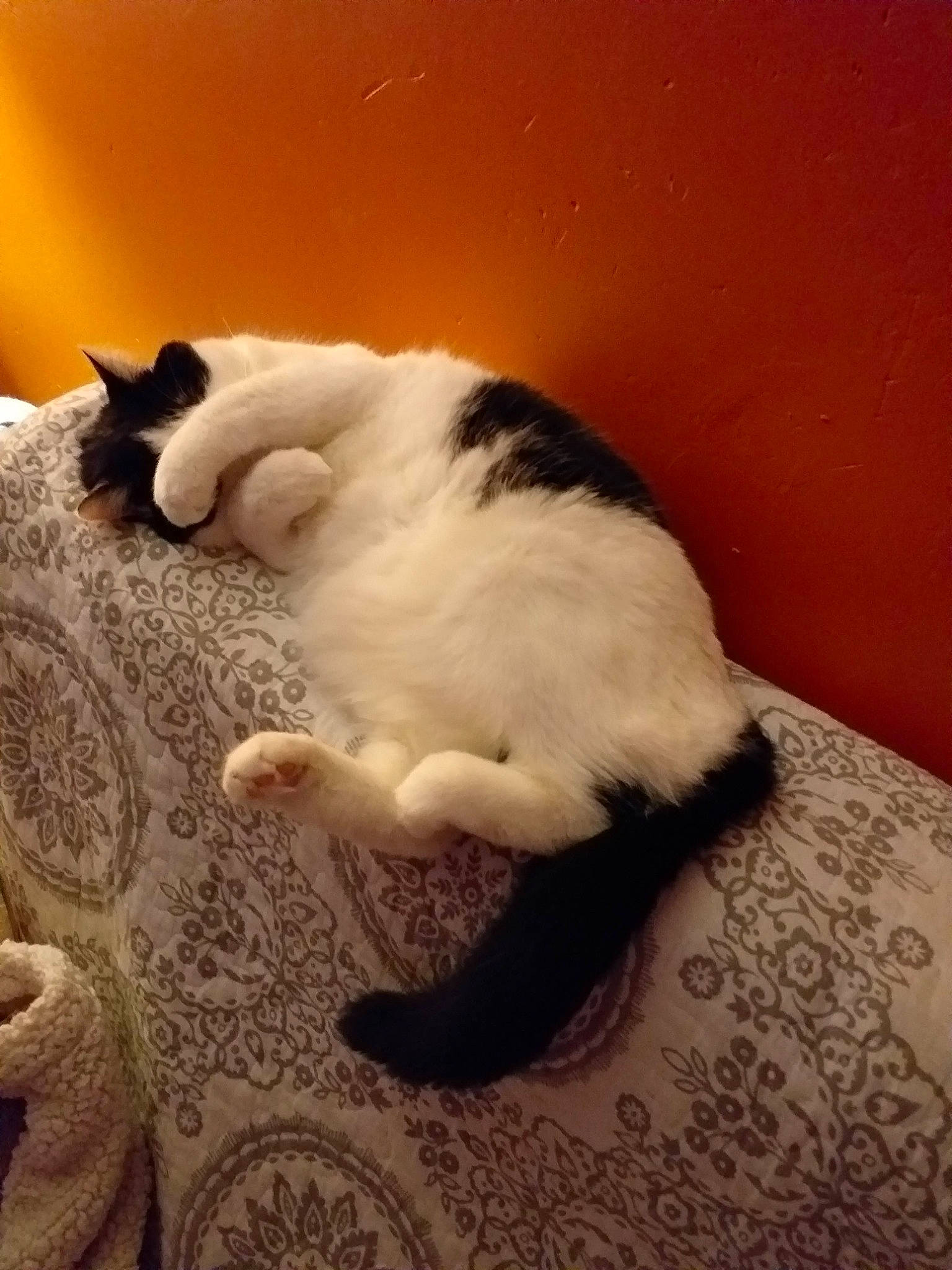 Milka participe au concours pour gagner de l'argent avec cette photo : carnivore, cat, claw, cloud, comfort, companion_dog, domestic_short_haired_cat, felidae, flooring, foot, fur, hardwood, paw, room, sand, small_to_medium_sized_cats, tail, textile, whiskers, wood