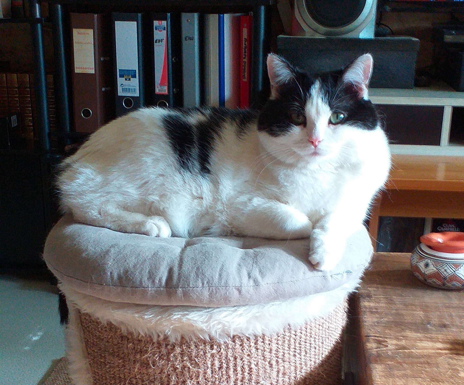 Milka participe au concours pour gagner de l'argent avec cette photo : bookcase, box, carnivore, cat, cat_furniture, cat_supply, claw, domestic_short_haired_cat, felidae, fur, paw, pedestal, pet_supply, serveware, shelf, small_to_medium_sized_cats, snout, tail, whiskers, window