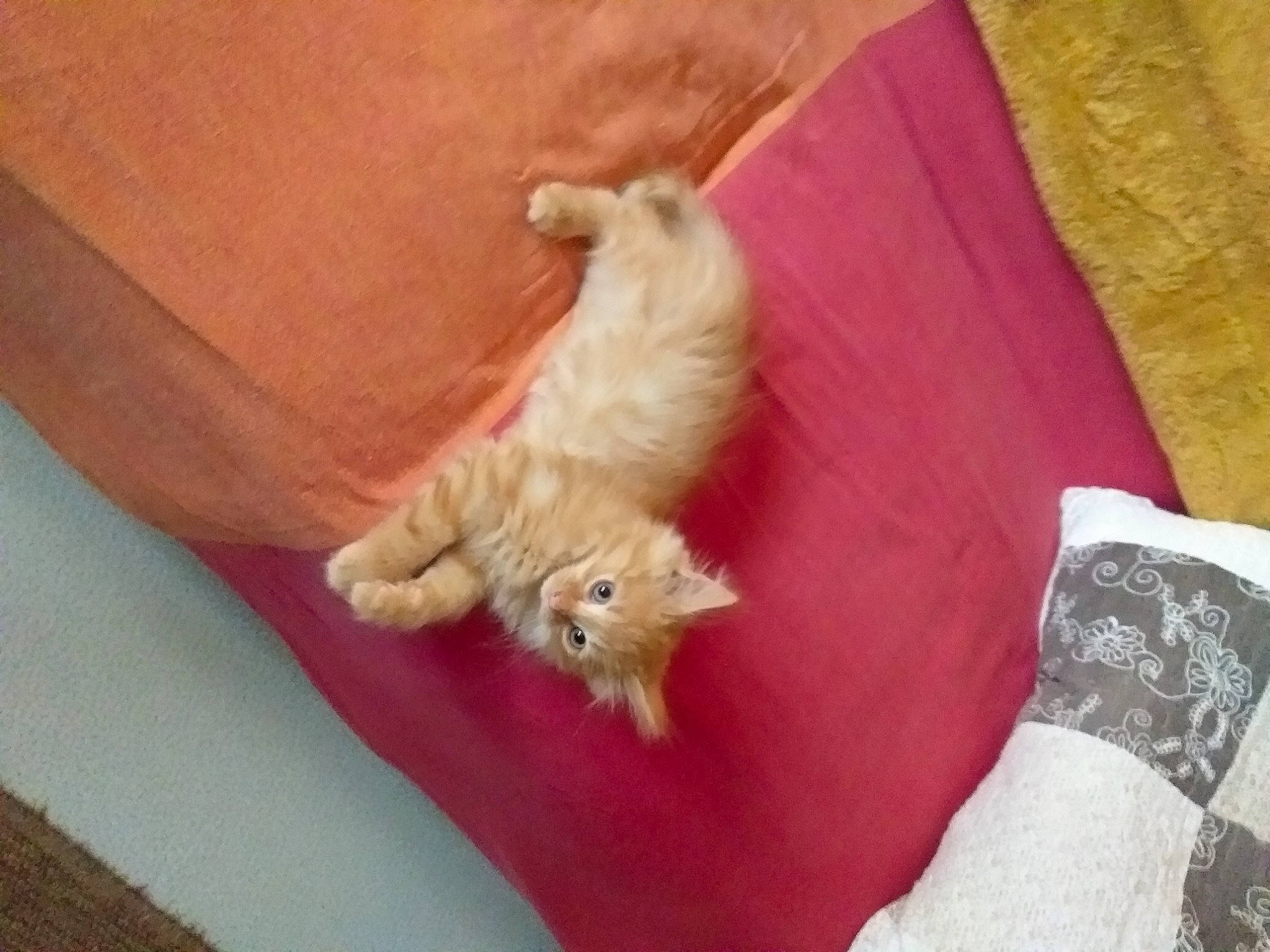 Aslan a rejoint le concours — aidez-le/la à gagner de superbes lots ! canidae, carnivore, cat, claw, comfort, companion_dog, domestic_short_haired_cat, fawn, felidae, fur, hardwood, linens, paw, room, small_to_medium_sized_cats, tail, whiskers, wood