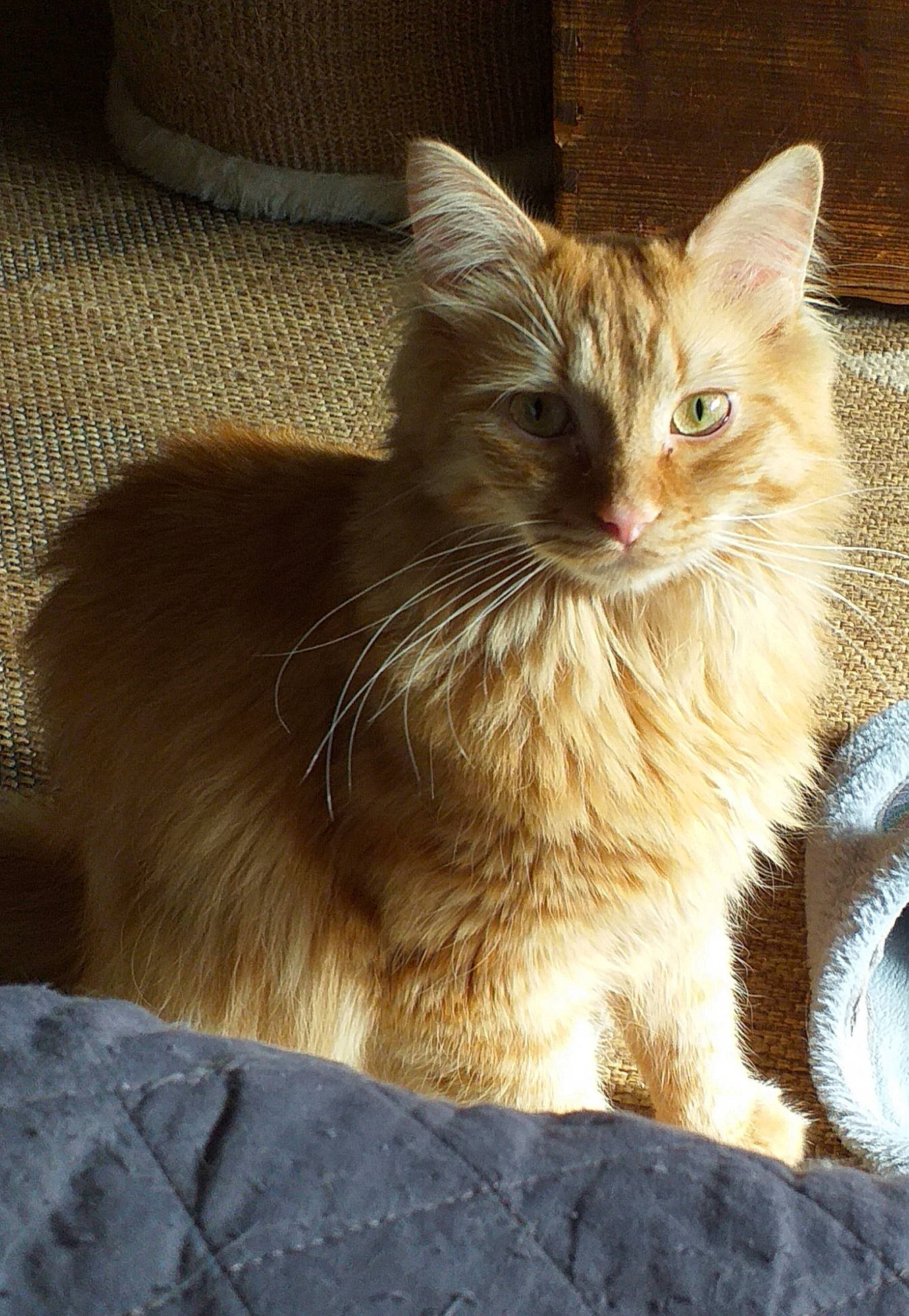 Aslan participe au concours pour gagner de l'argent avec cette photo : carnivore, cat, claw, comfort, couch, domestic_short_haired_cat, fawn, felidae, fur, paw, sitting, small_to_medium_sized_cats, snout, tail, terrestrial_animal, whiskers, window