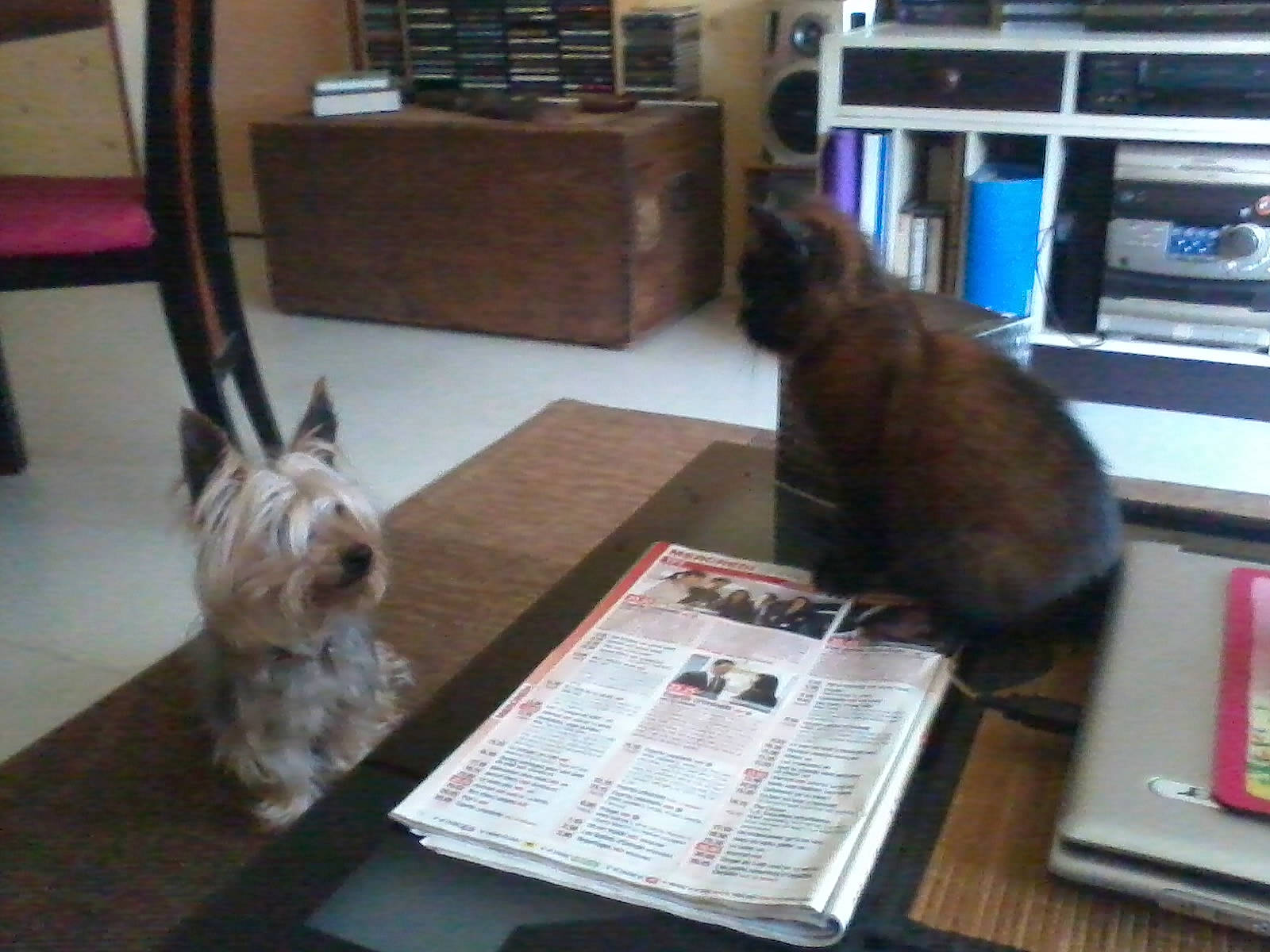 Una a rejoint le concours — aidez-le/la à gagner de superbes lots ! book, carnivore, cat, comfort, companion_dog, dog, dog_breed, fawn, felidae, flooring, publication, schnauzer, small_terrier, small_to_medium_sized_cats, sporting_group, table, terrier, toy_dog, whiskers, working_animal