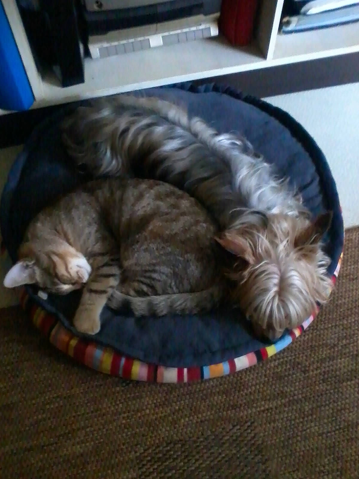 Una a rejoint le concours — aidez-le/la à gagner de superbes lots ! carnivore, cat, cat_supply, comfort, companion_dog, computer_keyboard, dog_breed, fawn, felidae, flooring, fur, liver, mammal, pet_supply, small_to_medium_sized_cats, snout, sporting_group, tail, vertebrate, whiskers