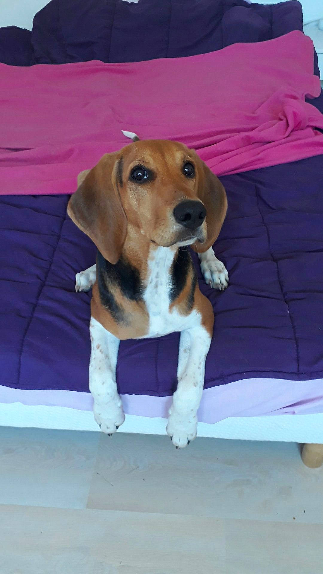 Framboise a rejoint le concours — aidez-le/la à gagner de superbes lots ! american_foxhound, basset_artesien_normand, beagador, beagle, beagle_harrier, beaglier, canidae, carnivore, companion_dog, dog, dog_breed, estonian_hound, finnish_hound, hamiltonstovare, harrier, mammal, pocket_beagle, serbian_tricolour_hound, treeing_walker_coonhound, vertebrate