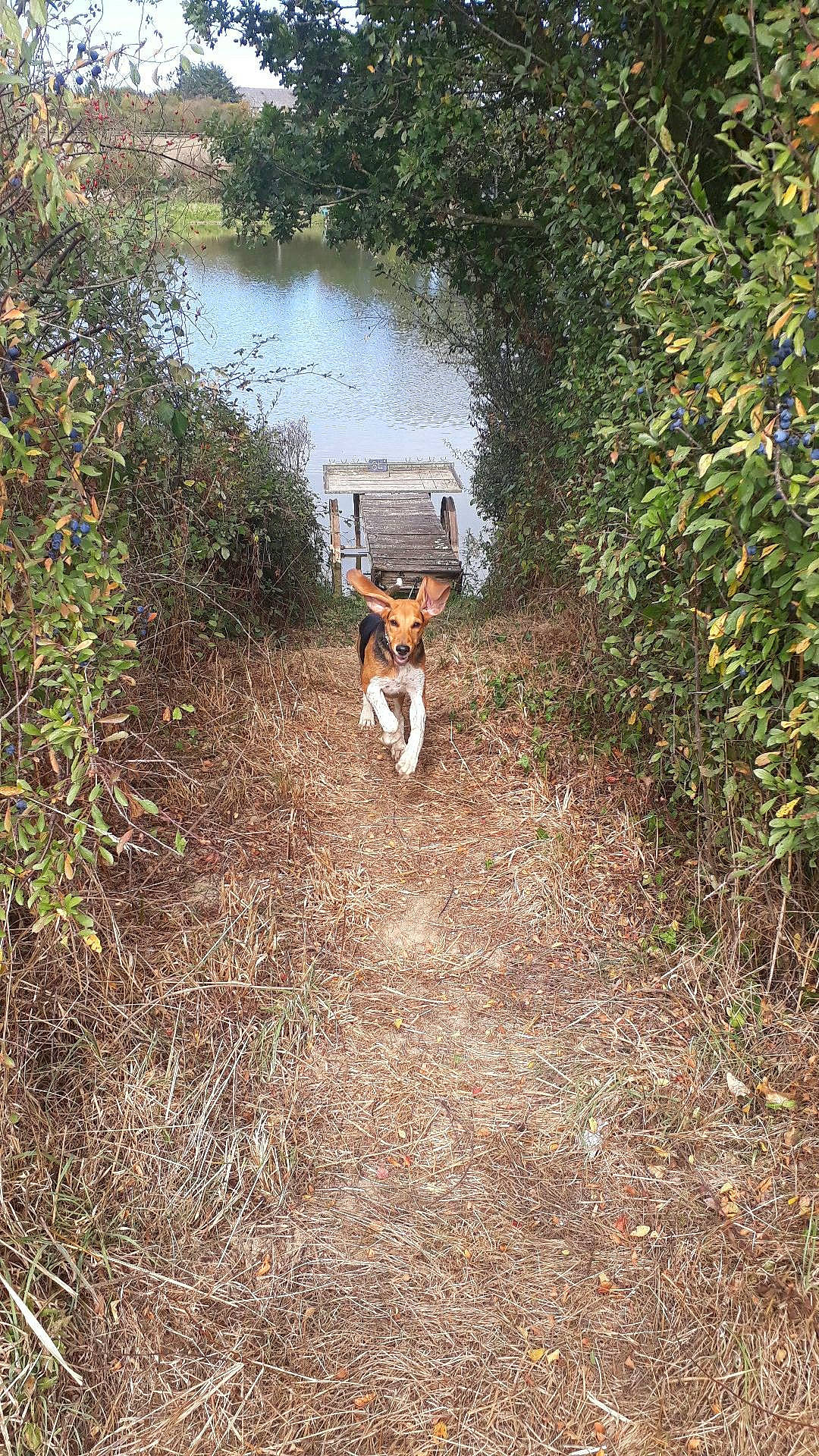 Framboise a rejoint le concours — aidez-le/la à gagner de superbes lots ! canidae, carnivore, hunting_dog, tail, trail