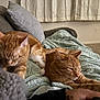 Loki And Freyja is registered to the contest to win money with this photo: abyssinian, animal, bed, bedroom, blanket, cat, computer, couch, cushion, furniture, homedecor, indoors, kitten, linen, manx, person, pet, quilt, room, sleeping