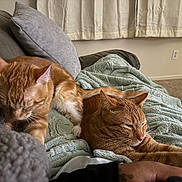 Loki And Freyja joined the competition — help win amazing prizes! abyssinian, animal, bed, bedroom, blanket, cat, computer, couch, cushion, furniture, homedecor, indoors, kitten, linen, manx, person, pet, quilt, room, sleeping