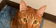 Loki And Freyja is registered to the contest to win money with this photo: abyssinian, angora, animal, canine, cat, dog, hardwood, kitten, manx, mat, pet, slate, stainedwood, wood