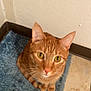 abyssinian, angora, animal, canine, cat, dog, hardwood, kitten, manx, mat, pet, slate, stainedwood, wood
