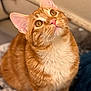 Loki And Freyja joined the competition — help win amazing prizes! abyssinian, angora, animal, bodypart, cat, hardwood, kitten, manx, mouth, person, pet, wood