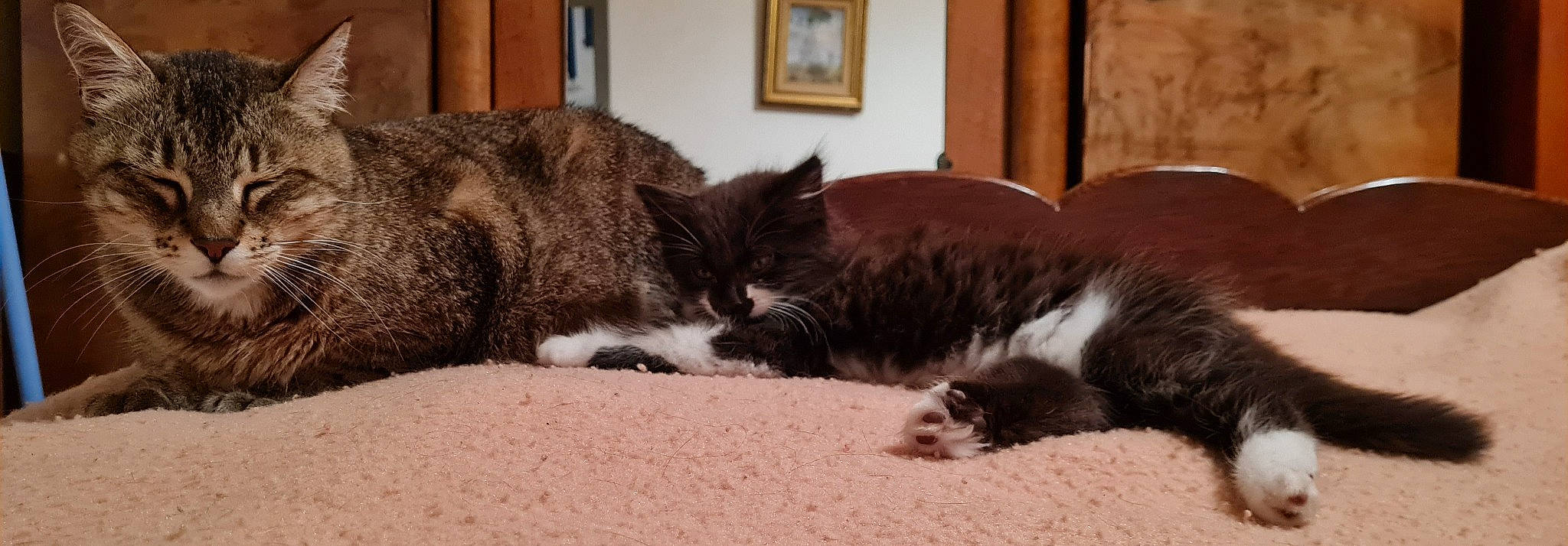 Urfé a rejoint le concours — aidez-le/la à gagner de superbes lots ! brown, carnivore, cat, claw, comfort, domestic_short_haired_cat, felidae, fur, mammal, nap, paw, picture_frame, room, small_to_medium_sized_cats, snout, tail, terrestrial_animal, vertebrate, whiskers, window