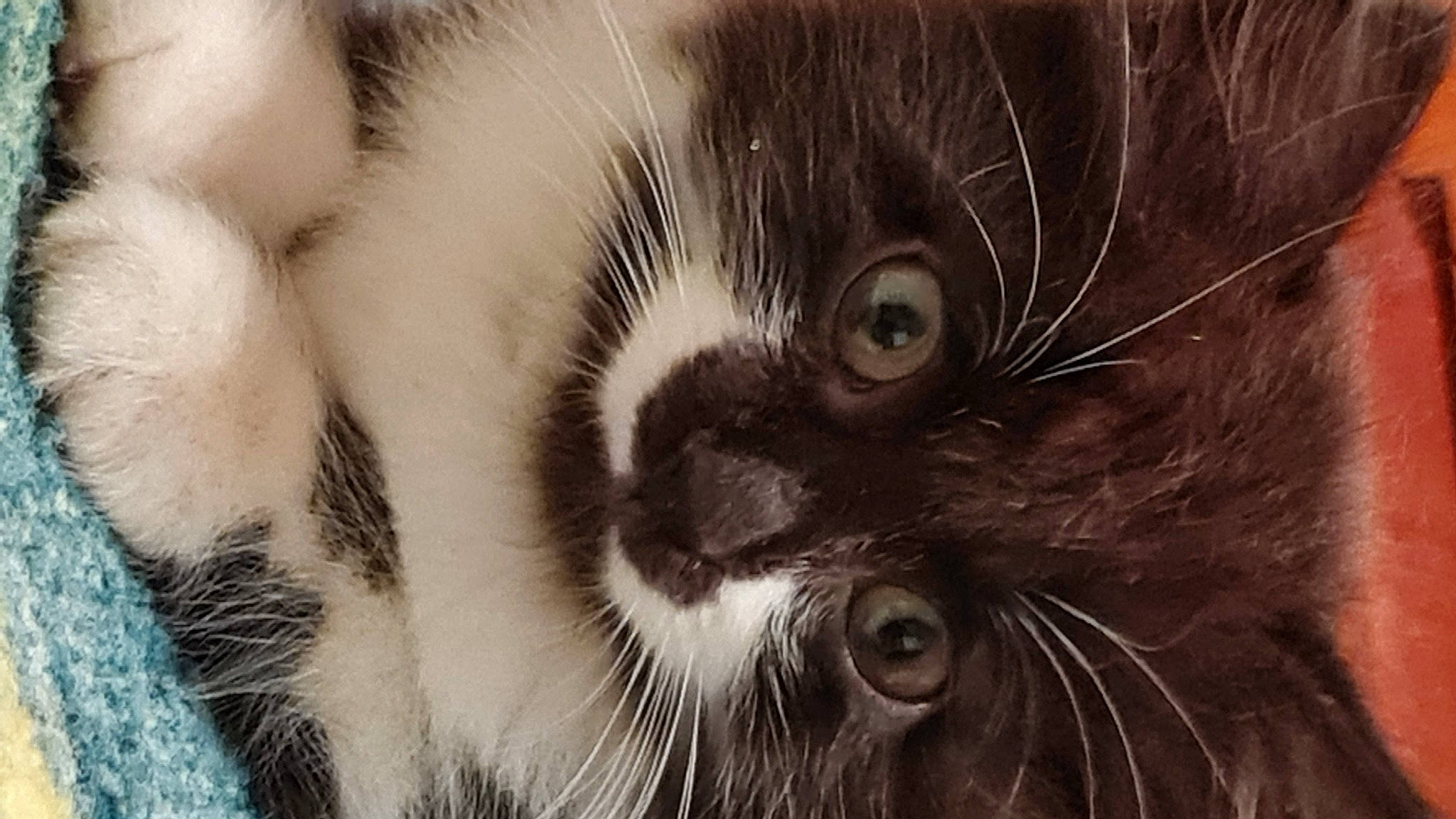 Urfé participe au concours pour gagner de l'argent avec cette photo : carnivore, cat, domestic_short_haired_cat, felidae, fur, iris, monochrome, monochrome_photography, paw, small_to_medium_sized_cats, snout, terrestrial_animal, whiskers, wildlife