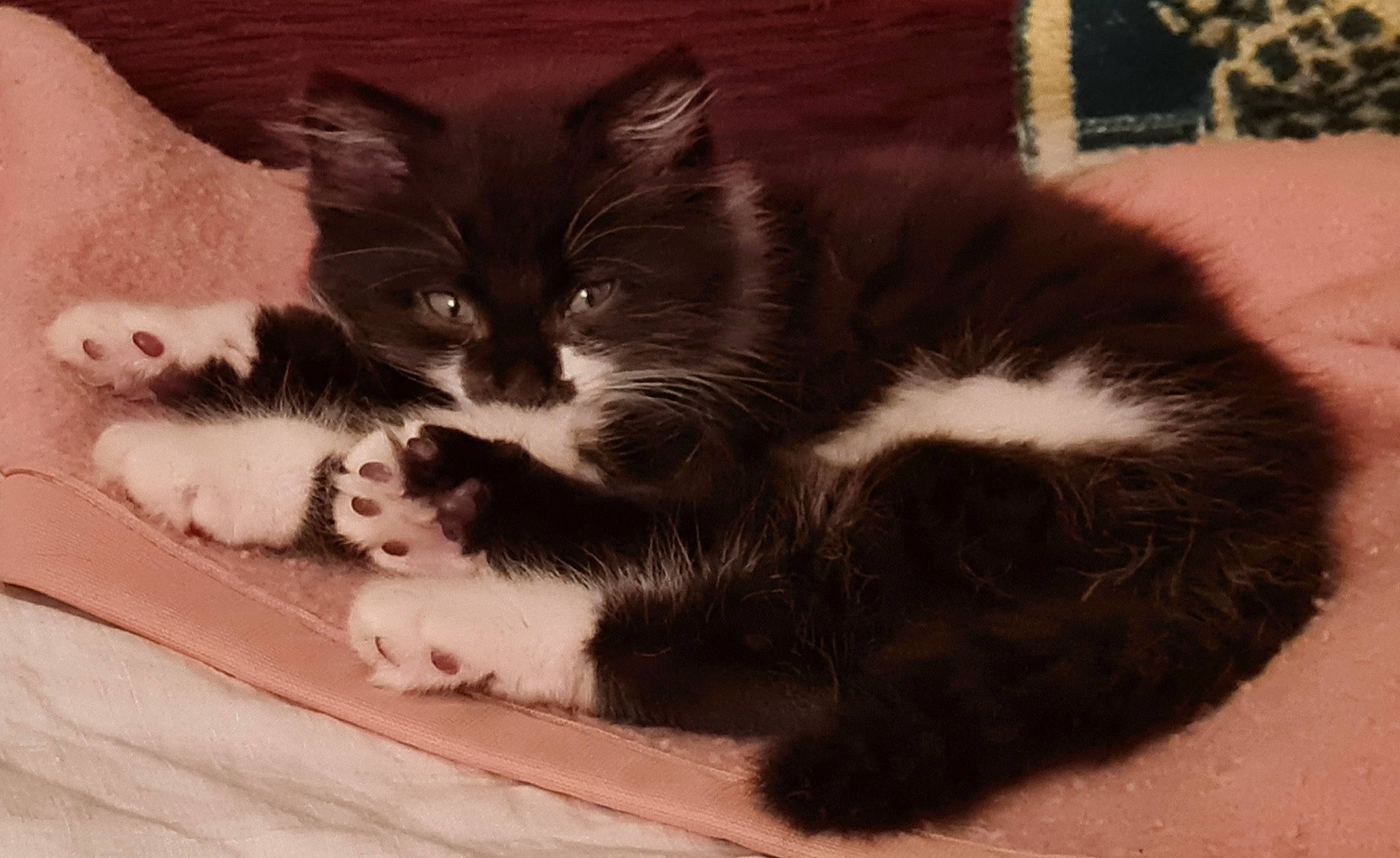 Urfé a rejoint le concours — aidez-le/la à gagner de superbes lots ! black_cat, box, carnivore, cat, cat_supply, claw, comfort, domestic_short_haired_cat, felidae, flooring, fur, paw, small_to_medium_sized_cats, snout, tail, whiskers, window