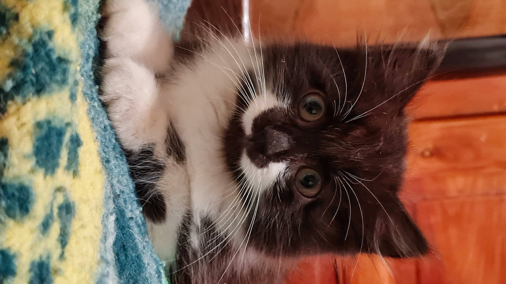 Urfé participe au concours pour gagner de l'argent avec cette photo : carnivore, cat, claw, close_up, domestic_short_haired_cat, eye, eyelash, fawn, felidae, flooring, fur, pattern, paw, small_to_medium_sized_cats, snout, tail, tree, whiskers, wildlife, wood