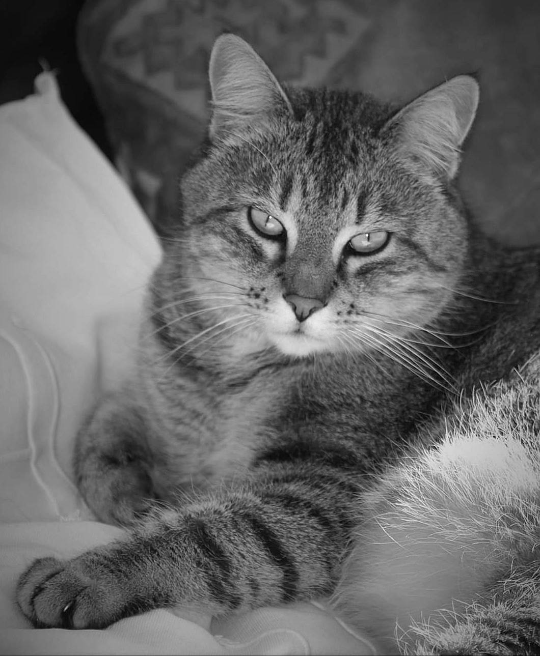 Trognon a rejoint le concours — aidez-le/la à gagner de superbes lots ! black_and_white, carnivore, cat, claw, comfort, domestic_short_haired_cat, felidae, fur, grey, monochrome, monochrome_photography, paw, sitting, small_to_medium_sized_cats, snout, style, tail, terrestrial_animal, whiskers