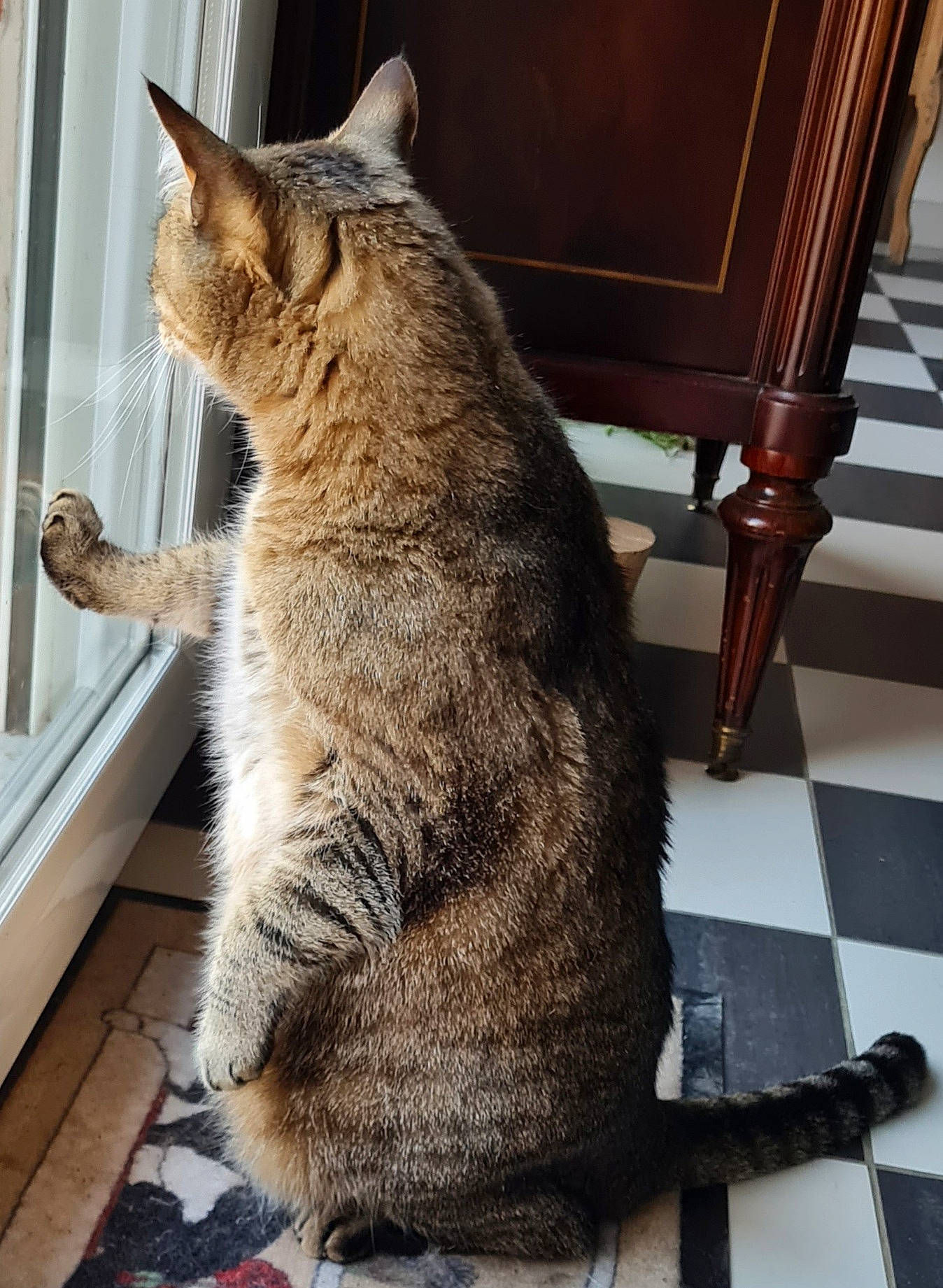 Trognon a rejoint le concours — aidez-le/la à gagner de superbes lots ! carnivore, cat, claw, comfort, domestic_short_haired_cat, fawn, felidae, flooring, fur, gesture, human_leg, paw, sitting, small_to_medium_sized_cats, snout, tail, tree, whiskers, window, wood