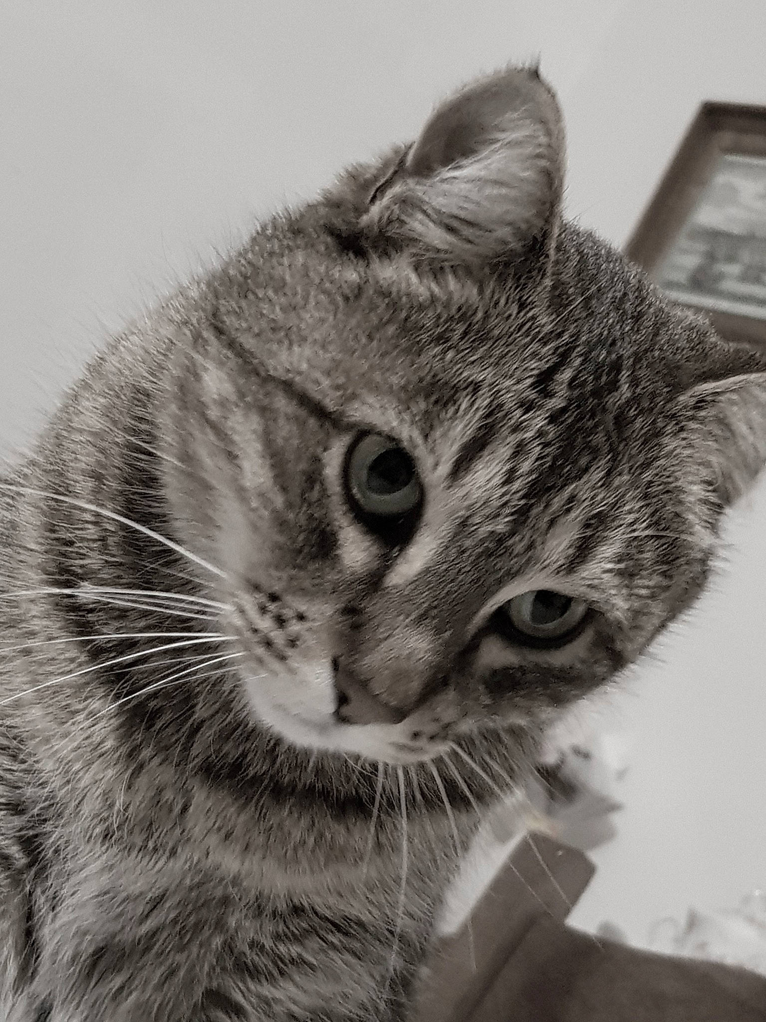 Trognon a rejoint le concours — aidez-le/la à gagner de superbes lots ! black_and_white, carnivore, cat, claw, domestic_short_haired_cat, ear, eye, felidae, fur, head, iris, monochrome, monochrome_photography, paw, small_to_medium_sized_cats, snout, terrestrial_animal, whiskers, wildlife, window