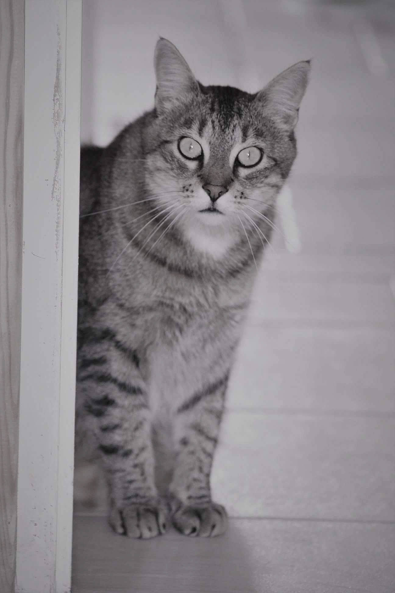 Trognon participe au concours pour gagner de l'argent avec cette photo : art, carnivore, cat, domestic_short_haired_cat, door, eye, felidae, fur, grey, head, iris, monochrome, monochrome_photography, small_to_medium_sized_cats, snout, tail, terrestrial_animal, whiskers, window, wood