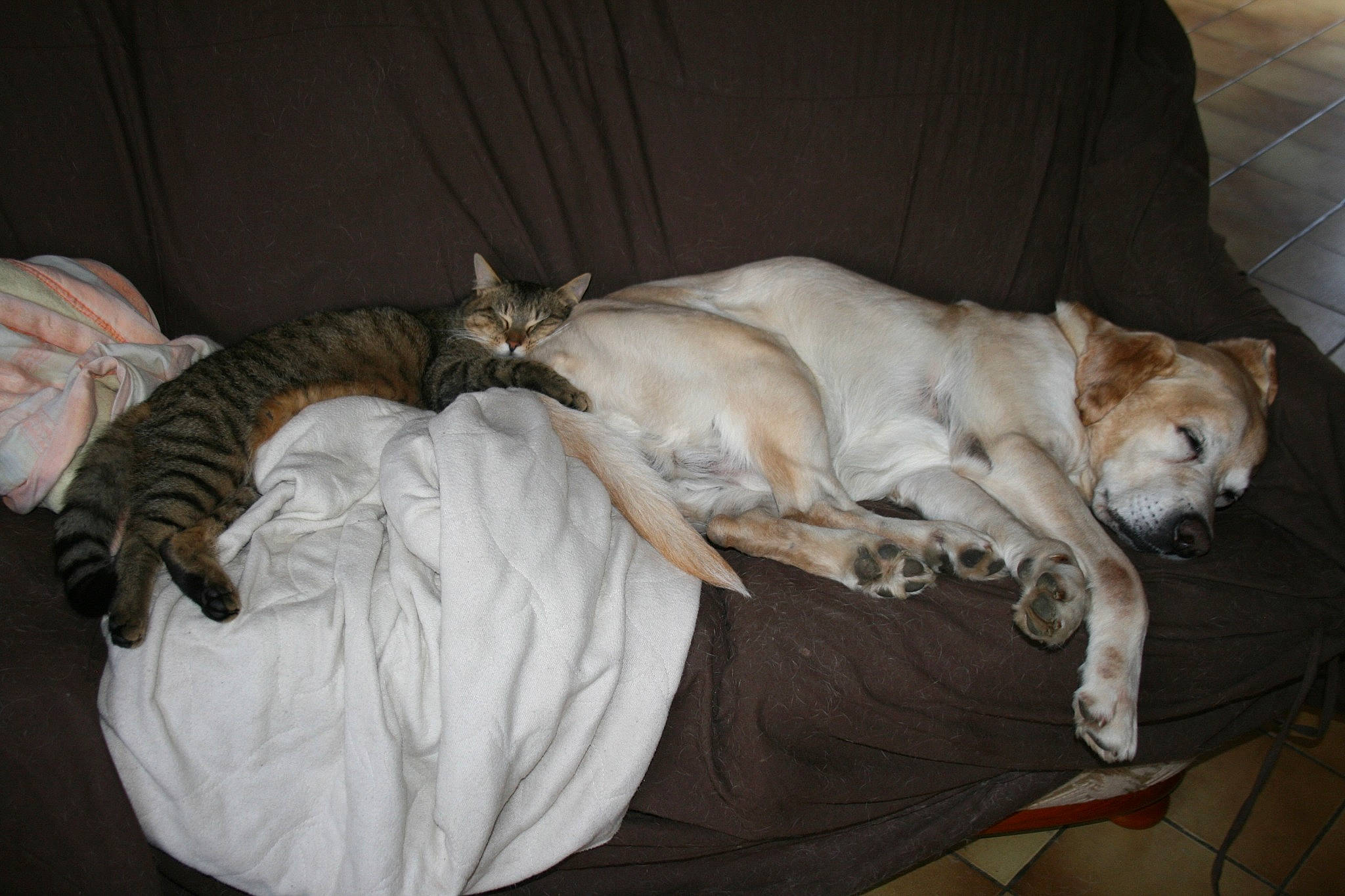 Trognon participe au concours pour gagner de l'argent avec cette photo : canidae, carnivore, cat, comfort, companion_dog, dog, dog_breed, dog_supply, fawn, felidae, fur, guard_dog, linens, nap, sleep, small_to_medium_sized_cats, sporting_group, tail, terrestrial_animal, whiskers