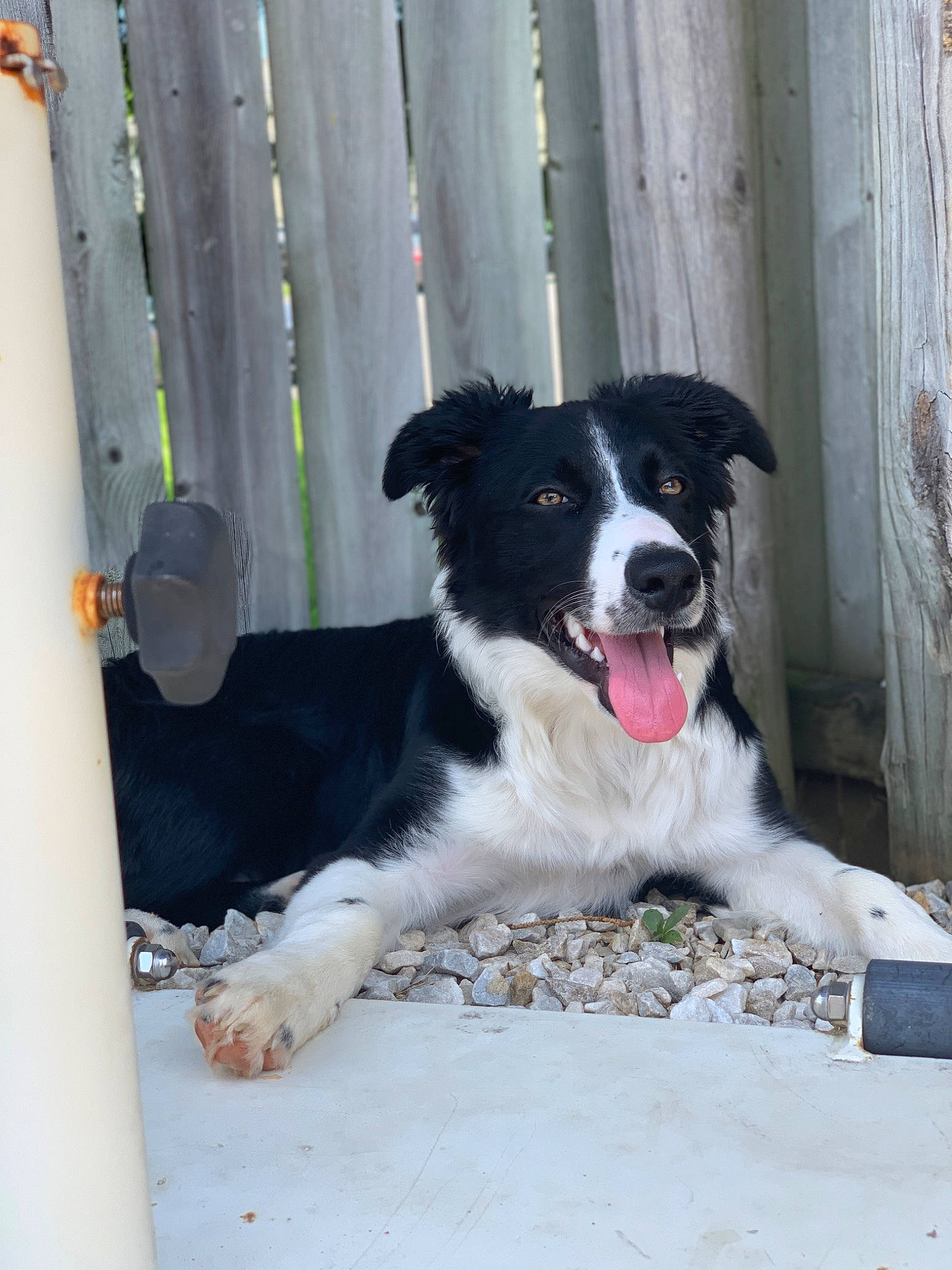 Ollie is registered to the contest to win money with this photo: border_collie, canidae, carnivore, companion_dog, dog, dog_breed, door, fur, herding_dog, mcnab, sporting_group, working_dog