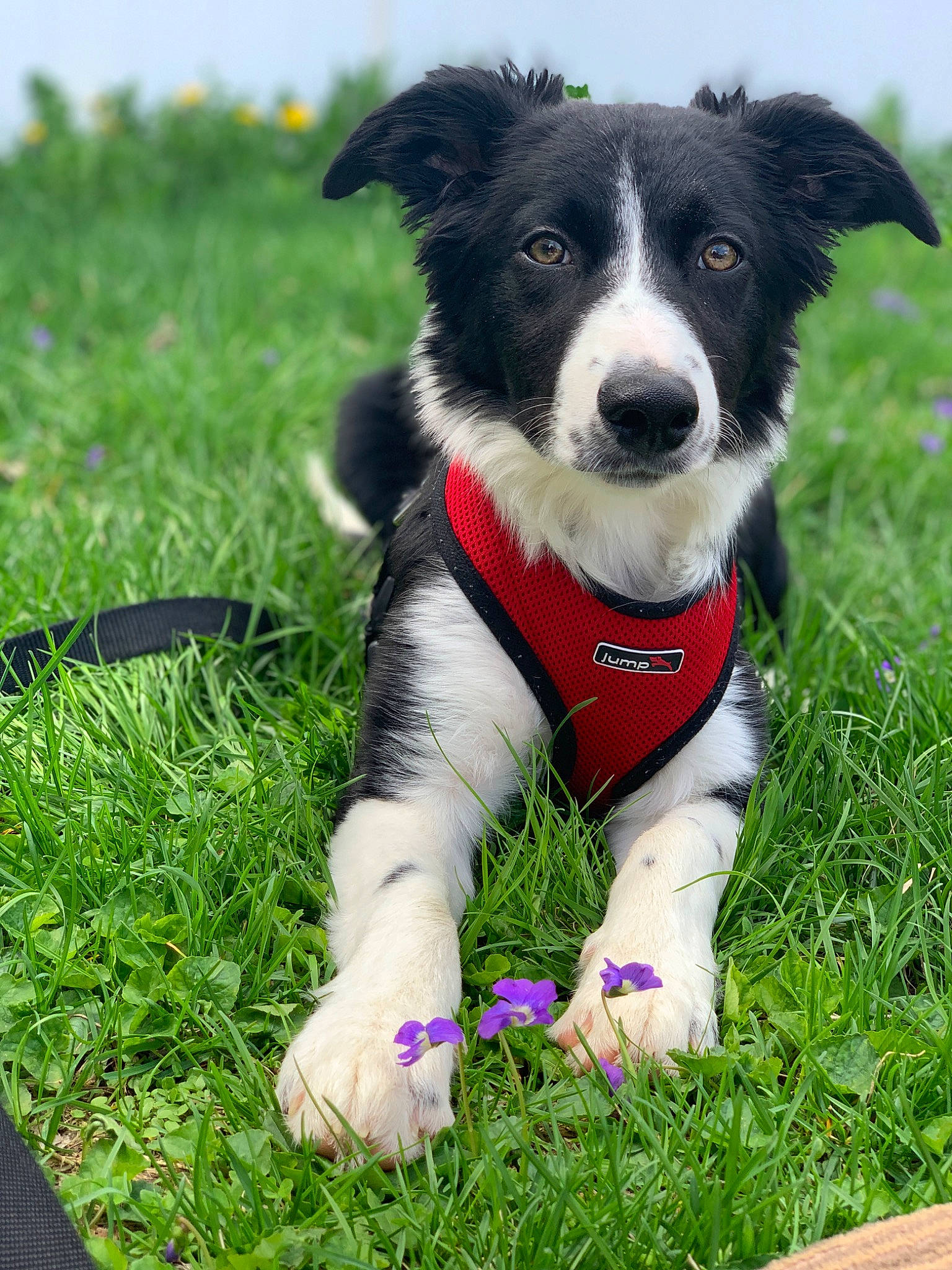 Ollie joined the competition — help win amazing prizes! border_collie, carnivore, collar, companion_dog, dog, dog_breed, dog_collar, dog_supply, electric_blue, fashion_accessory, grass, grassland, herding_dog, lawn, leash, plant, sporting_group, tail, toy, whiskers