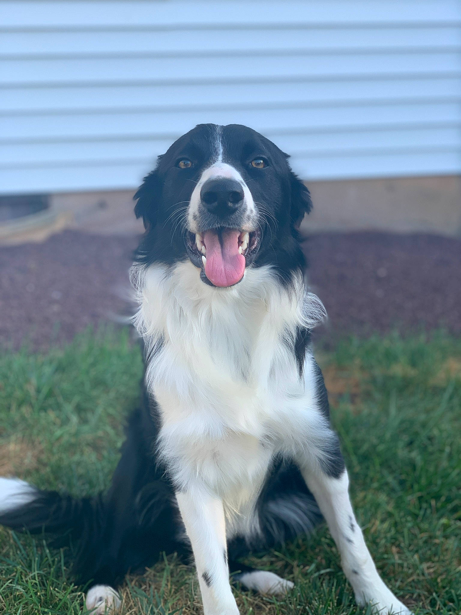 Ollie is registered to the contest to win money with this photo: australian_collie, borador, border_collie, canidae, carnivore, companion_dog, dog, dog_breed, fur, grass, gun_dog, herding_dog, plant, sporting_group, working_dog