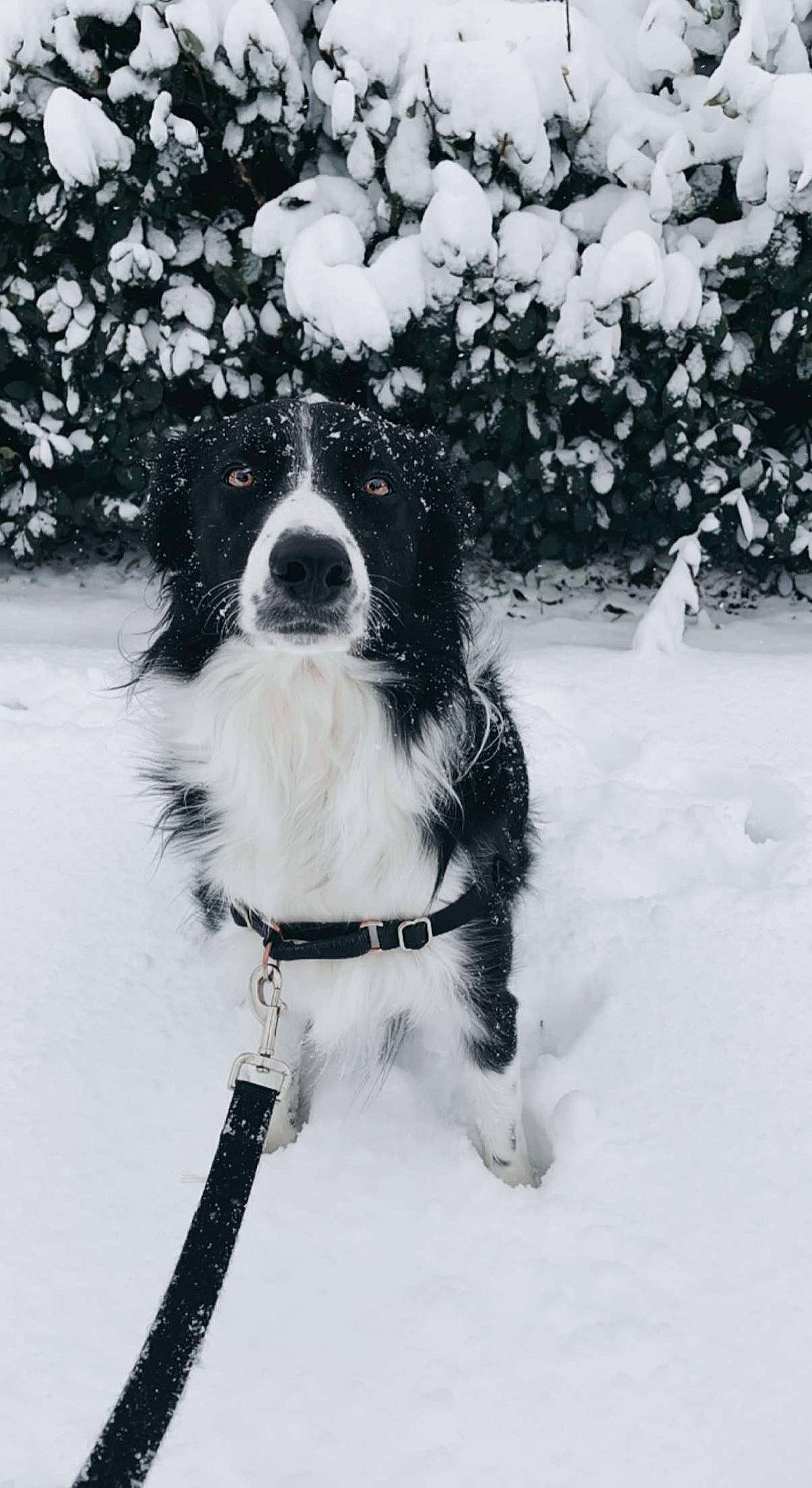 Ollie joined the competition — help win amazing prizes! canidae, carnivore, collar, companion_dog, dog, dog_breed, dog_collar, dog_supply, eyewear, freezing, fur, glasses, monochrome, monochrome_photography, plant, snout, snow, sporting_group, tree, winter