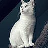 Fifille participe au concours pour gagner de l'argent avec cette photo : animal, calm, cat, domestic_cat, ears, feline, fluffy_tail, fur, furry, indoor, looking_away, natural_light, paws, pet, portrait, side_view, sitting, whiskers, white_cat, wooden_beam