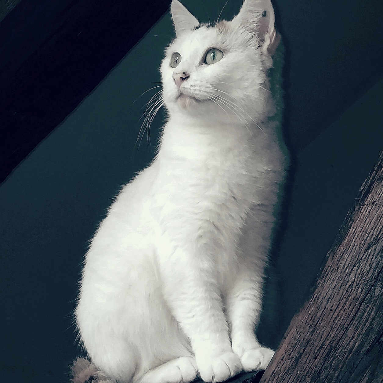 Fifille