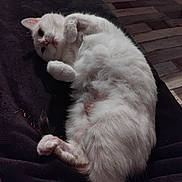 Fifille participe au concours pour gagner de l'argent avec cette photo : animal, blanket, cat, cute, domestic_cat, ears, feline, floor, fluffy, fur, indoor, looking, lying_down, paws, pet, relaxed, resting, whiskers, white_cat, wood_floor