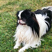 Hotchi participe au concours pour gagner de l'argent avec cette photo : carnivoran, companion_dog, dog, dog_breed, dog_breed_group, dog_like_mammal, grass, japanese_chin, phalene, snout, toy_dog