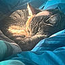 Midnight joined the competition — help win amazing prizes! cat, tabby, sleeping, curled_up, fur, whiskers, ears, tail, bed, blanket, bedding, blue, sunlight, indoors, bedroom, cozy, relaxed, pet, animal, nap