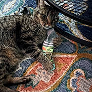 Midnight is registered to the contest to win money with this photo: cat, tabby, feline, pet, animal, lying_down, sitting, sock, toy, rug, carpet, patterned, indoors, home, furniture, table, mesh, whiskers, striped_fur, relaxed