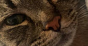 Midnight joined the competition — help win amazing prizes! cat, tabby_cat, pet, animal, feline, close_up, portrait, whiskers, eyes, pink_nose, striped_fur, fur, face, head, indoors, sleepy, staring, cuddly, brown, gray